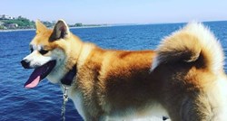 Akita, pas koji topi srca strancima, proglašen je i japanskim nacionalnim blagom
