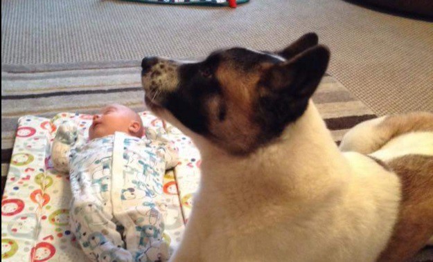 Eto zato ih volimo: Pas majci i nerođenoj bebi spasio život