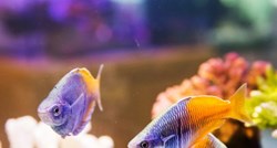 Razmišljate o kupnji akvarija s ribicama? Izbjegnite početničke greške