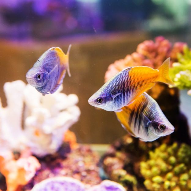 Razmišljate o kupnji akvarija s ribicama? Izbjegnite početničke greške