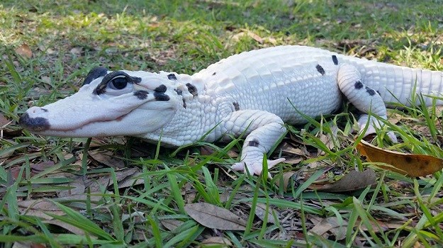 NEOBIČNE ŽIVOTINJE Ovakvi aligatori rijetko se viđaju!
