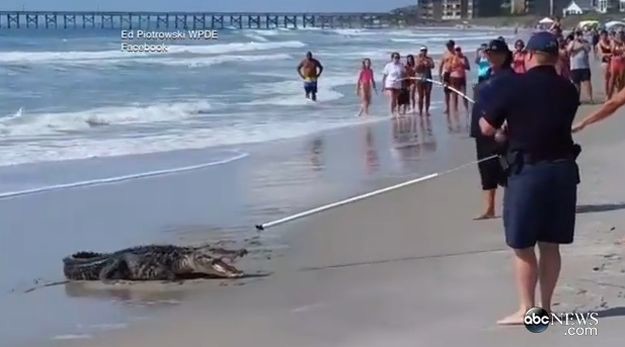 Aligator duži od dva metra isplivao na plažu, stvorio pomutnju