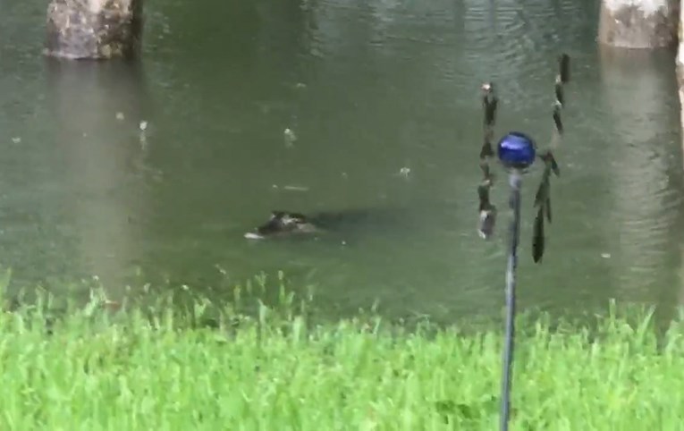 VIDEO Žena iz Houstona u svojem poplavljenom dvorištu snimila aligatore