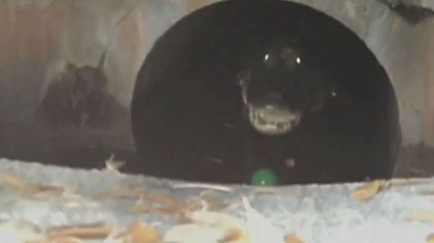 Dobro došli na Floridu: Pogledajte kakve životinje tamo žive u kanalizaciji!