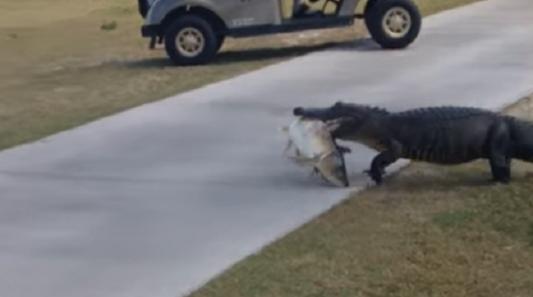 VIDEO Aligator ušetao na golf terene, a sa sobom je ponio i ručak