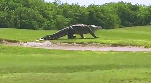 VIDEO S njim se ne bi voljeli sresti: Ogromni aligator prekinuo utakmicu golfa