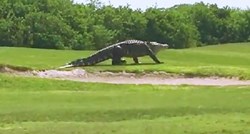 VIDEO S njim se ne bi voljeli sresti: Ogromni aligator prekinuo utakmicu golfa