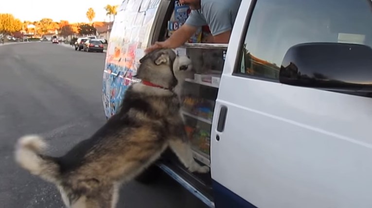 VIDEO Reakcija ovog psa na kamion sa sladoledima neprocjenjiva je