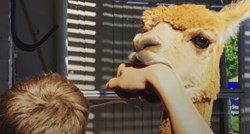 Mladić je nagovorio roditelje da spase alpaku od sigurne smrti i sada ima najčudnijeg ljubimca na svijetu