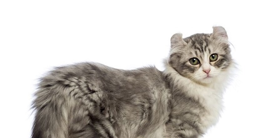 Američka curl mačka: Kažu da imaju vilenjačko lice! Otkrivamo zašto?!