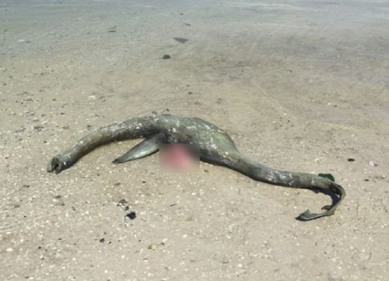 Čudovište iz Loch Nessa pronađeno u Americi? Misteriozno morsko stvorenje nasukalo se na obalu