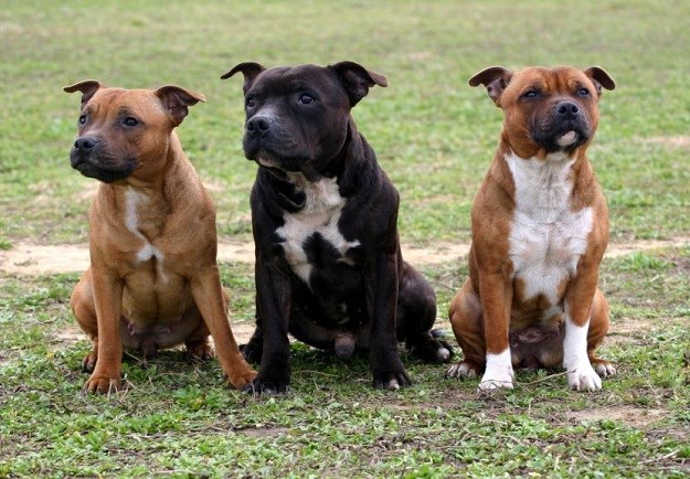 mogu li bigl i americki pit bull terijer biti prijatelji