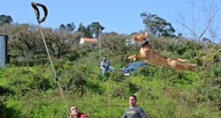 O njemu se priča: Pogledajte impresivan skok "letećeg psa"