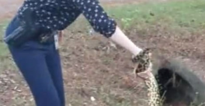 VIDEO Hrabra detektivka se hrvala s golemom anakondom i svladala je golim rukama