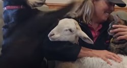 VIDEO Ova je žena dala otkaz kako bi se brinula o odbačenim životinjama