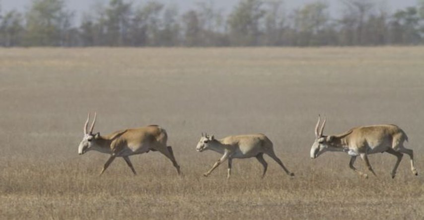 60.000 antilopa uginulo je unutar četiri dana, nitko ne zna zašto