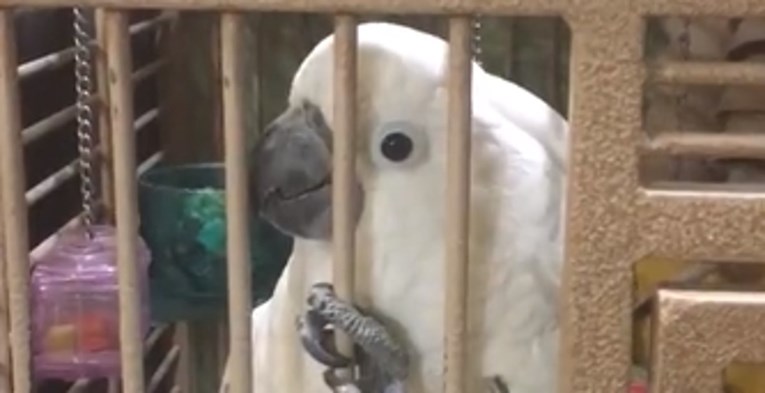 VIDEO Ljubomorni papagaj namjerno prekida vlasnicu koja pokušava razgovarati s mužem