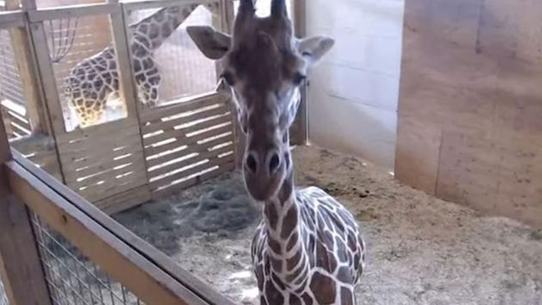 VIDEO Najpoznatija žirafa na svijetu upravo je rodila i upoznaje svoju bebu
