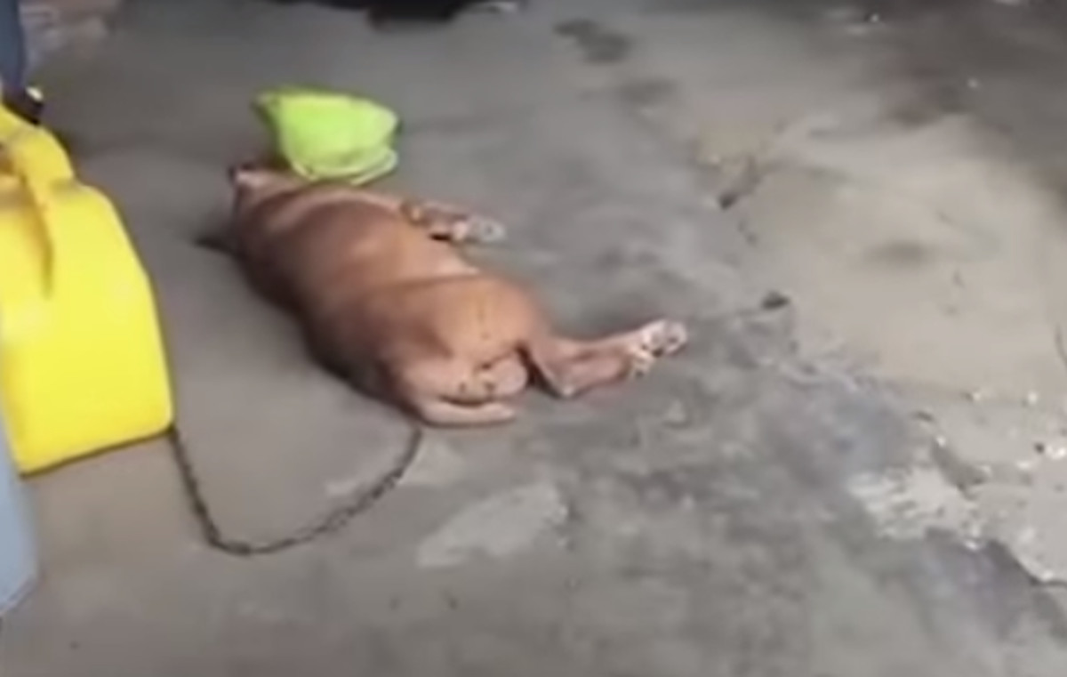 Spasili su kujicu koja je 8 godina živjela na lancu, sada ima predivan novi dom
