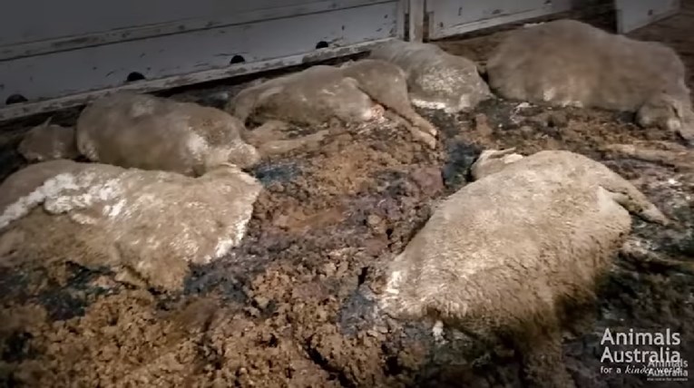 UZNEMIRUJUĆA SNIMKA Ovce na australskim brodovima umiru u stravičnim mukama