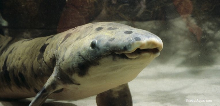 R.I.P. Ubijena najstarija akvarijska riba na svijetu!