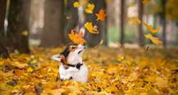 Jesen je mnogima omiljeno godišnje doba, što vaš pas kaže na to?