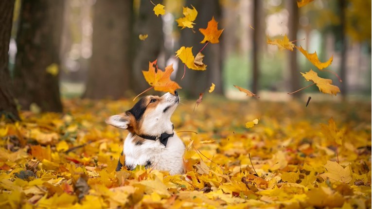 Jesen je mnogima omiljeno godišnje doba, što vaš pas kaže na to?