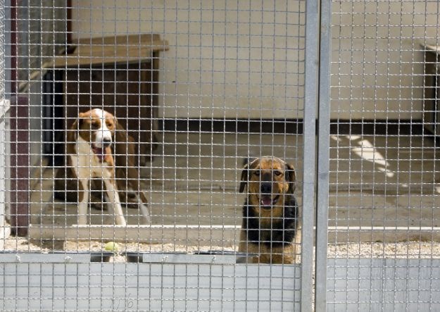 Grad Karlovac želi dati posao zbrinjavanja životinja skloništu koje ubija pse?
