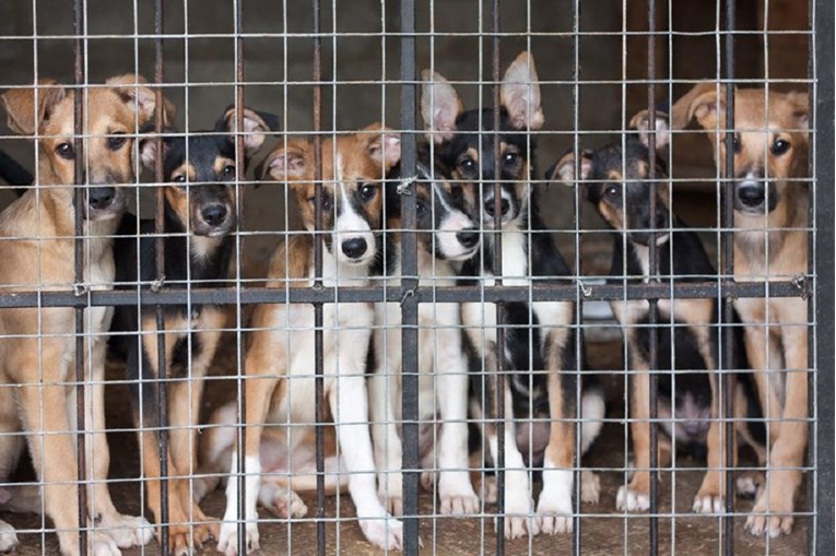Veliki LAJK "Hrvatska zabranjuje ubijanje pasa u skloništima!"