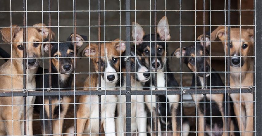 Veliki LAJK "Hrvatska zabranjuje ubijanje pasa u skloništima!"