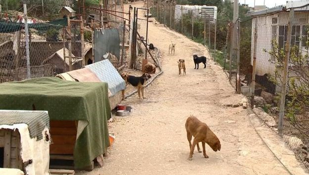 Protiv odluke Gradskog vijeća: Dubrovački gradonačelnik gradi duplo manji azil za životinje