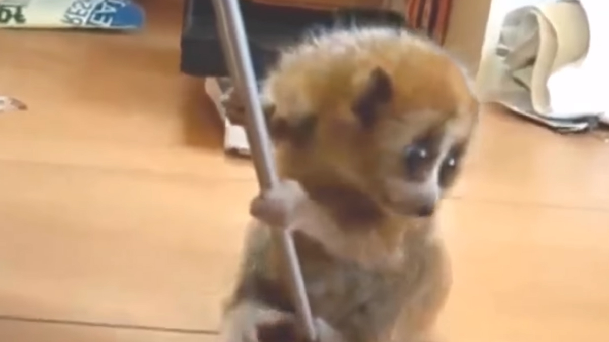 VIDEO Ima li išta slađe od beba životinja?
