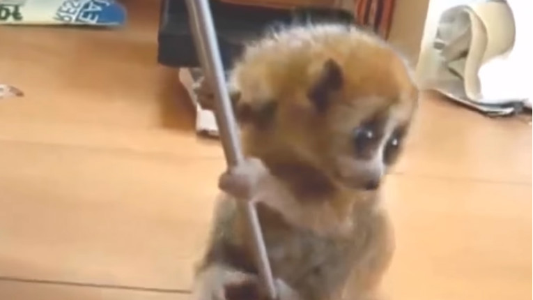VIDEO Ima li išta slađe od beba životinja?