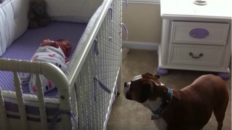 VIDEO Beba nije prestajala plakati, a ono što je pas učinio iznenadit će mnoge