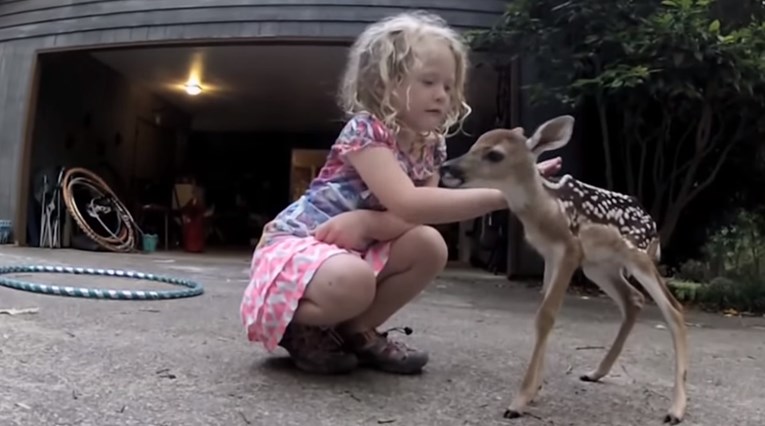 VIDEO Maleni Bambi došetao je do djevojčice, a njezina će reakcija rastopiti vaša srca