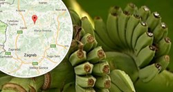 Poznanovec kao tropski raj: U Zagorju prvi put rodile banane