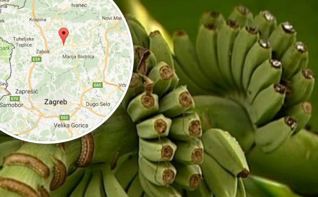 Poznanovec kao tropski raj: U Zagorju prvi put rodile banane