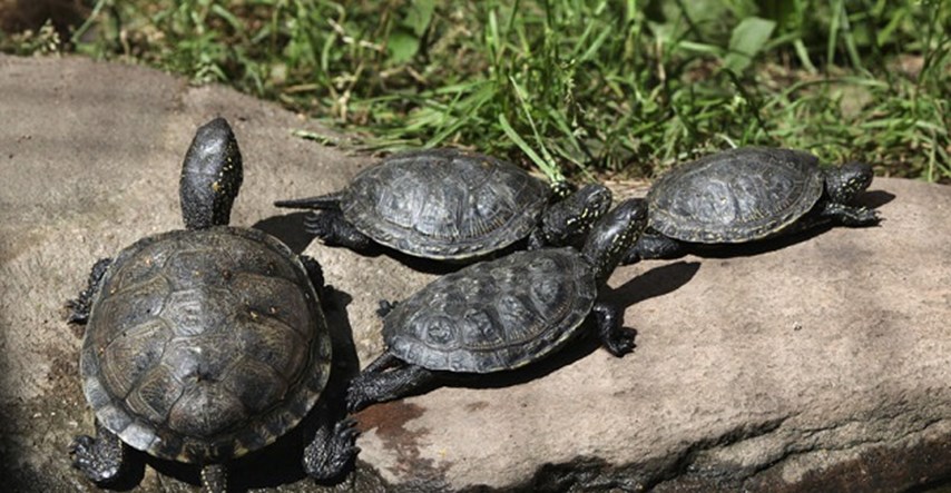 Što se dogodi kad akvarijsku kornjaču pustite u prirodu?