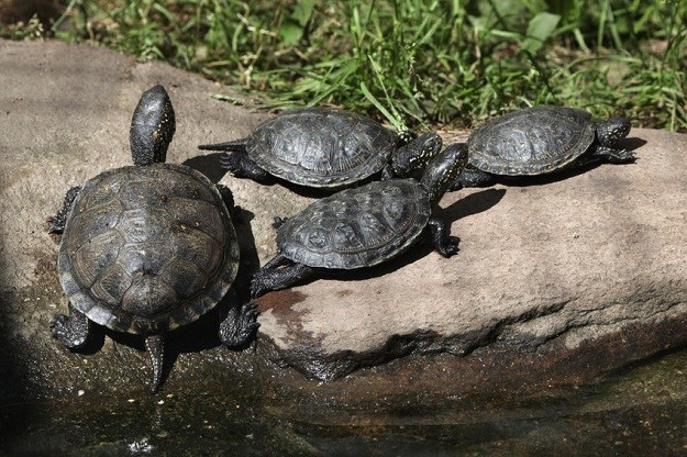 Što se dogodi kad akvarijsku kornjaču pustite u prirodu?