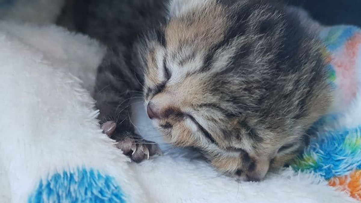 FOTO Maca s dvije glave izgubila bitku za život