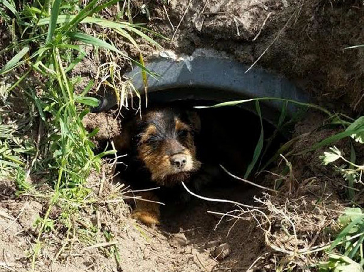 Vozili su se biciklima kroz prirodu i ugledali malenog psića koji je virio iz jarka