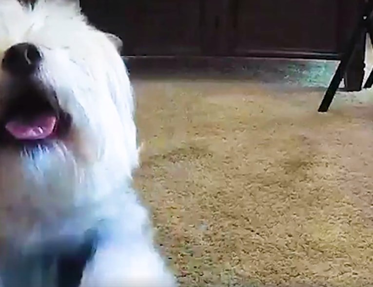 VIDEO Ovi su psi otkrili nešto nevjerojatno u skrivenoj kameri i to ih je oduševilo