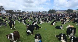 576 graničarskih škotskih ovčara okupilo se na jednom mjestu kako bi oborili svjetski rekord