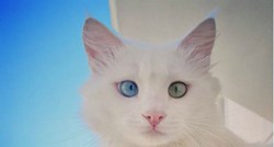 FOTO Ovo je mačak s najljepšim i najčudnijim očima na svijetu