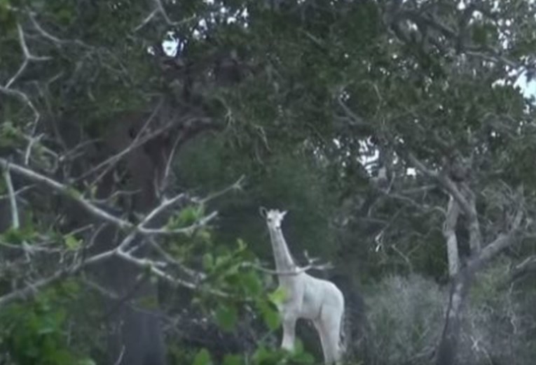 VIDEO U Keniji po prvi put u povijesti snimljene nevjerojatno rijetke bijele žirafe