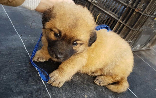 Hitno da ne može hitnije: Spasimo mamu i bebe od šinteraja i smrzavanja!