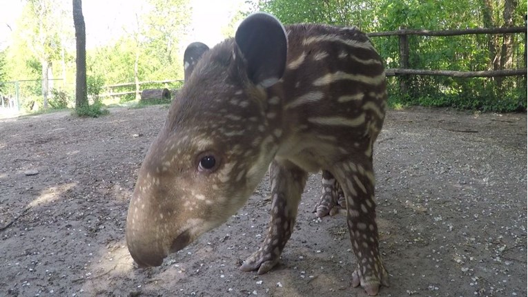 U zagrebački ZOO stigla je preslatka beba tapira, odaberite joj ime