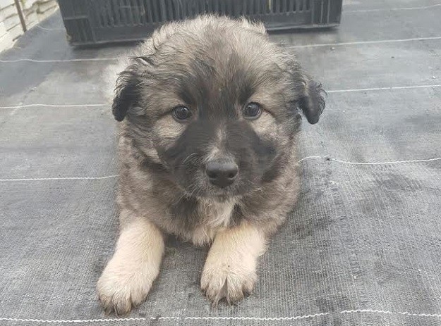 FOTO Dvije preslatke bebe hitno traže dom!