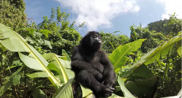VIDEO Beba gorila koja je raznježila cijeli svijet