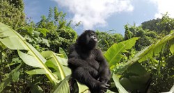 VIDEO Beba gorila koja je raznježila cijeli svijet
